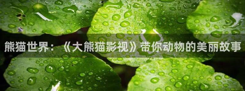 全能视频：熊猫世界：《大熊猫影视》带你动物的美丽故事
